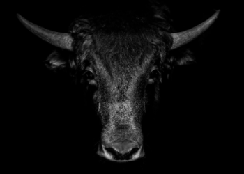 Bitcoin Bull Market: Crypto Spot Trading Volumes Climb To 8-Month Highs