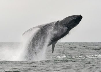 Bitcoin Whales Ready To Push Price Above $40,000? Data Throws Clues