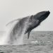 Bitcoin Whales Ready To Push Price Above $40,000? Data Throws Clues
