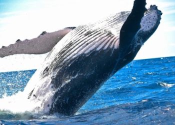 Whales Move $30 Million Worth Of XRP To Exchanges – Time To Sell?
