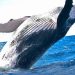Whales Move $30 Million Worth Of XRP To Exchanges – Time To Sell?