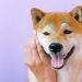 The Dogecoin Surge: Unveiling The Catalyst Behind Rising Transactions