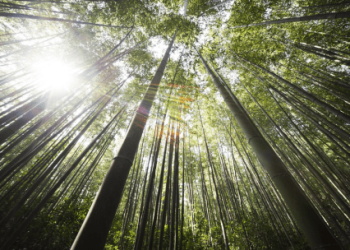 Solana Welcomes November With $40 Breach – Ready For A $50 Breakthrough?