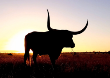 Solana Bulls Are Charging – Could $50 Be Just Around The Corner?