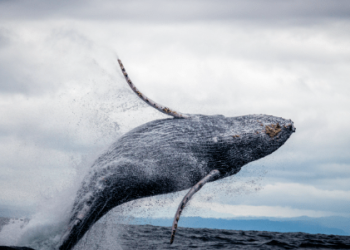 Shiba Inu Whales Bet Big As Shibarium Grows – Road To $0.1?