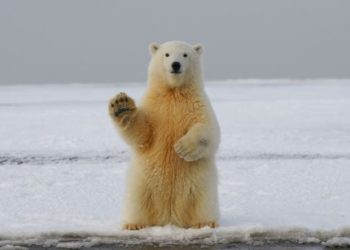 Bitcoin Bearish Signal: Exchange Inflows Hit $1.2 Billion In Past Month