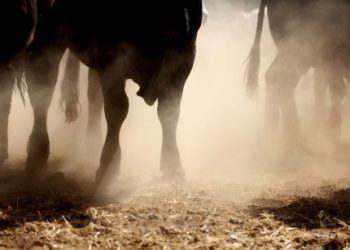 AVAX Price Prediction: Avalanche Rally Just Getting Started?