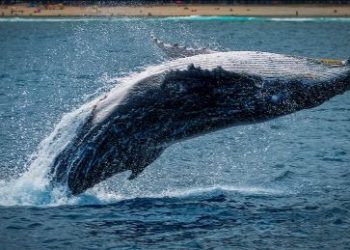 Bitcoin Whales Ramp Up Selling, BTC To Decline Below $32,000?