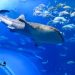 XRP Enjoys 11% Rally As Sharks & Whales Hit 2023 High Holdings