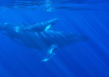 Polygon Whales Go On 120 Million MATIC Buying Spree, Rally Soon?