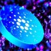 Crypto Expert Says Cardano Will Rise To $32 As Most Valuable Altcoin In The Bull Run, Here’s Why
