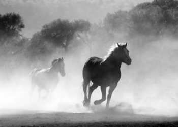 Hold Your Horses: Bitcoin Could Fall Back To Under $38,000, These Analysts Say