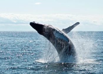 Bitcoin Whales Bought The Recent Dip While Market Panicked