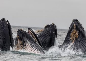 Bitcoin Whales Driving The Rally Are Now Taking Profits, Data Suggests