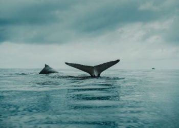 Ethereum Mega Whales Continue To Buy: Do They Know Something You Don’t?