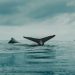 Ethereum Mega Whales Continue To Buy: Do They Know Something You Don’t?