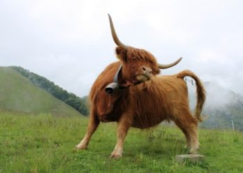 XRP On The Brink: Urgent Call For Bulls As Analysts Predict Dire Correction Ahead