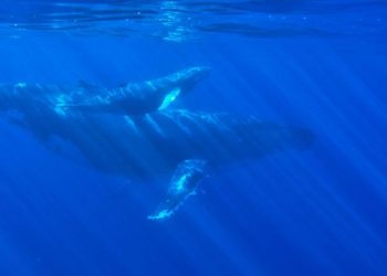 XRP Whales Are On The Move, What Are They Up To?