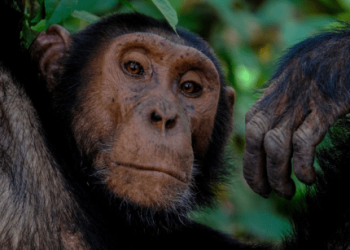 Apecoin Climbs To 6-Month High Amidst Whales’ Strategic Moves