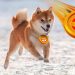 Dogecoin and Shiba Inu: Dogecoin is back above 0.18000