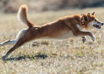 Forget Dogecoin, Shiba Inu Set To Become The Top Dog: Expert Predicts $100 Billion Market Cap