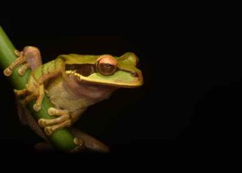 Pepe Coin Soars Over 250% – Will March Bring More Surprises?