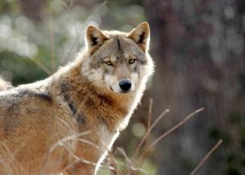 Leading The Pack: Solana Captures Nearly 50% Of Global Crypto Attention