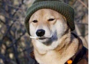 Solana’s Biggest Memecoin Gains Over $680,000 In 3 Days As Investors Bet On Its Popularity