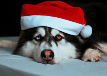 Dogwifhat What? Memecoin Barges Into 86th Spot With 320% Rally – What’s Going On?