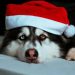 Dogwifhat What? Memecoin Barges Into 86th Spot With 320% Rally – What’s Going On?
