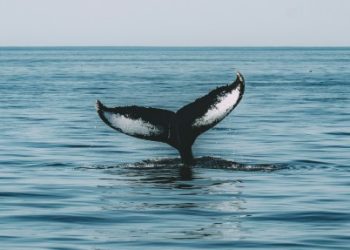 These Are The Ethereum Altcoins Witnessing High Whale Interest