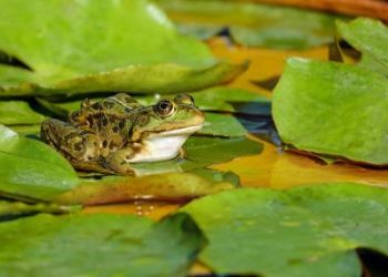 PEPE In Peril? Dwindling Exchange Supply Raises Price Jitters