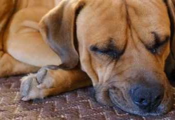 Dogecoin Deflates: What’s Behind The 20% Price Drop Amidst Memecoin Mania?