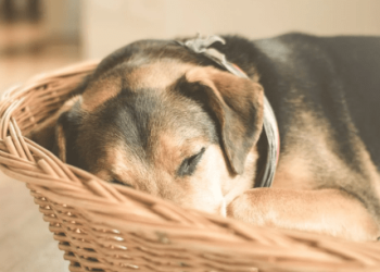 Shiba Inu (SHIB) Slumps As Whale Sell-Off Dampens Momentum – Details