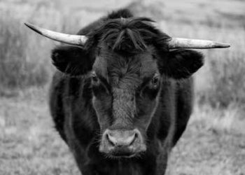 Don’t Miss The Boat! Ethereum Whales Signal Bullish Run With $40 Million Bet