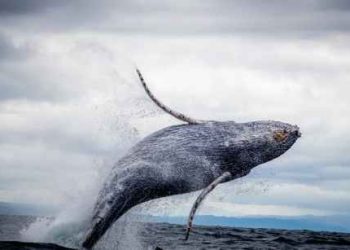 $115-Million Bitcoin Whale Wakes Up From 10-Year Slumber – What’s Next?