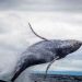 $115-Million Bitcoin Whale Wakes Up From 10-Year Slumber – What’s Next?