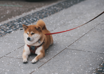 Shiba Inu Open Interest Explodes On Top Exchanges – Is This The Comeback?