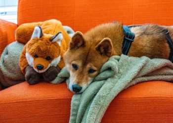 Shiba Inu Surpasses 4 Million Addresses, Ignites Frenzy