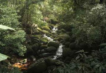 100x Or Bust? Solana Investors Bet Big On This Wild Memecoin