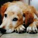Dogwifhat To The Vet! Meme Coin Needs Medical Attention After Price Plunge — Analyst