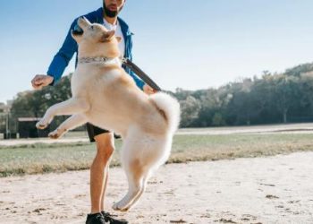 Shiba Inu (SHIB) Price Jumps On Growing Support From 1.4 Million Holders