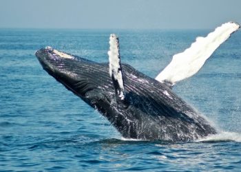 Newbie Bitcoin Whales Hold 2x As Much As Veterans: What’s Behind This Trend?