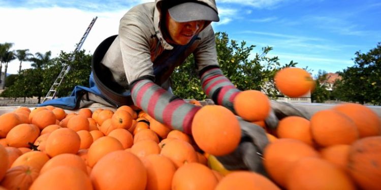 Orange juice prices are going through the roof — forcing some makers to consider alternative fruits
