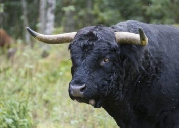 Is MATIC Poised For Takeoff? Key Area Breaks Records, Fueling Bullish Outlook