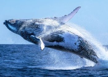 Whale Watch: Ethereum Fresh Buy Signal Sparks Speculation