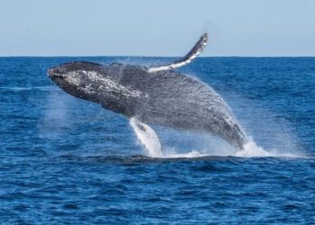 Ethereum Whale Offloads Holdings Amidst Market Downturn