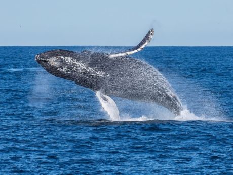 Ethereum Whale Offloads Holdings Amidst Market Downturn