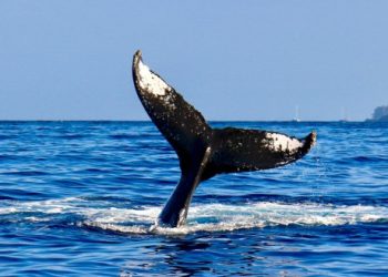 Newbie Bitcoin Whales Buying 200,000 BTC Per Week, Data Shows