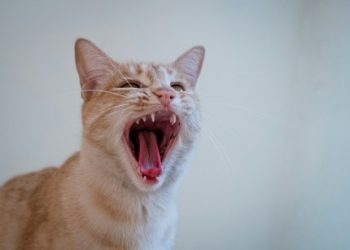 ‘The Dog Days Are Over’: Cat Memecoins Soar 16.1% After Roaring Kitty’s Return